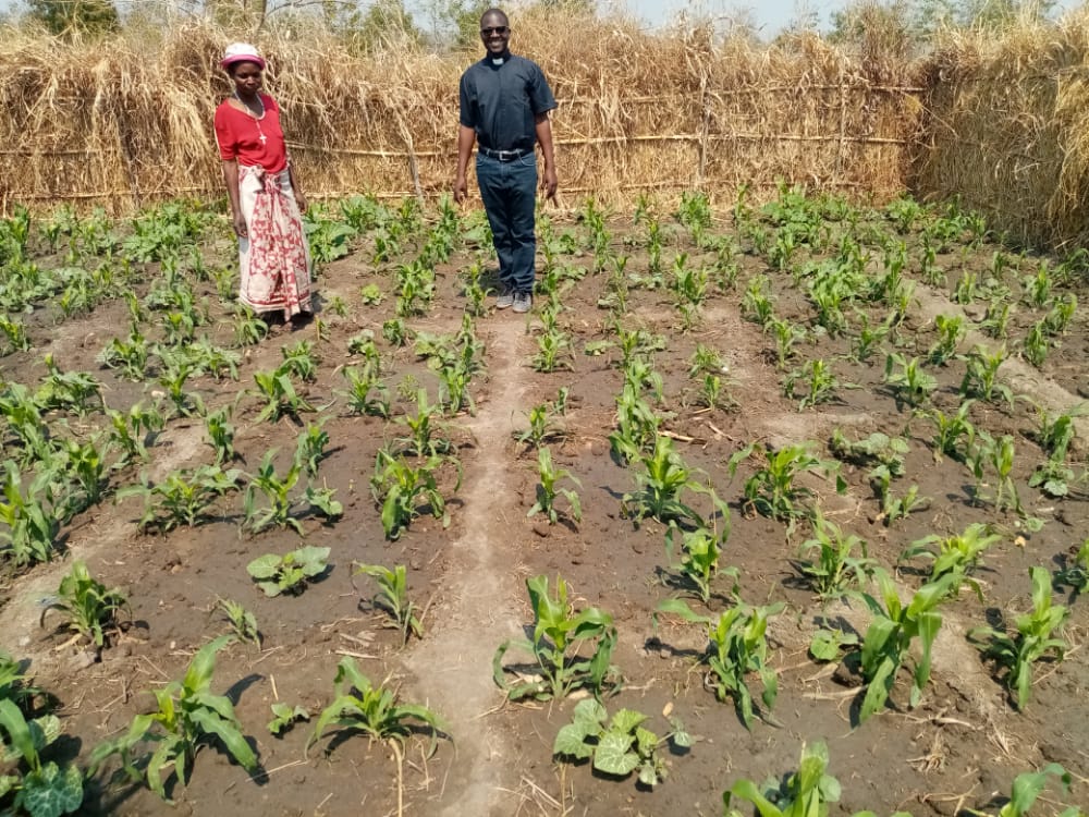 prime coltivazioni in Malawi